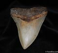 Serrated / Inch Meg Tooth From SC #59-3